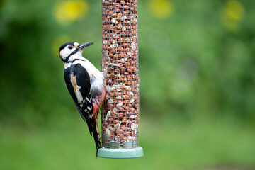 Naklejka premium Male Great Spotted Woodpecker (Dendrocopos major) feeding on peanuts from a garden bird feeder in May. Yorkshire, UK in Spring
