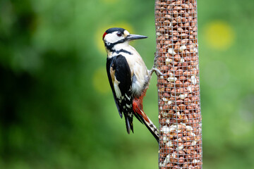 Male Great Spotted Woodpecker (Dendrocopos major) feeding on peanuts from a garden bird feeder in May. Yorkshire, UK in Spring