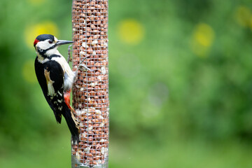 Male Great Spotted Woodpecker (Dendrocopos major) feeding on peanuts from a garden bird feeder in May. Yorkshire, UK in Spring