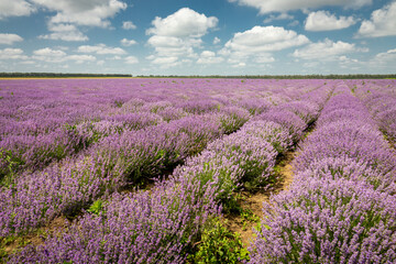 Fototapeta premium Beautiful view with a beautiful lavender field with cloudy sky