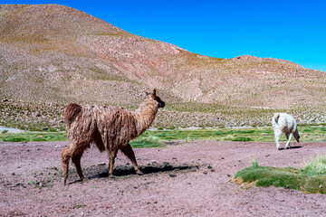 alpaca in the highlands of Chile