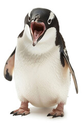 A penguin with its beak open, appearing to laugh, isolated on a white background
