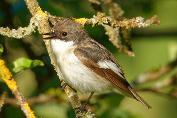 European pied flycatcher on an old apple tree