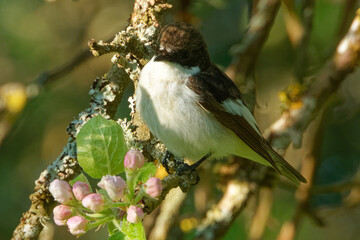European pied flycatcher on an old apple tree