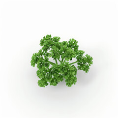 Fototapeta premium parsley icon in 3D style on a white background
