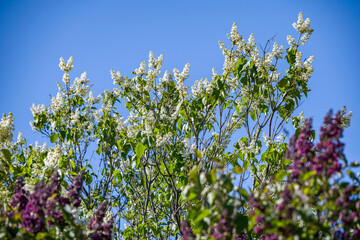 Blooming white lilac on a sunny day against a blue sky background