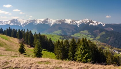 carpathian countryside scenery of ukraine on a sunny day in spring coniferous forest on a grassy hills in valley borzhava mountain range with snow capped tops in the distance beneath a blue sky