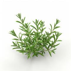 Obraz premium rosemary icon in 3D style on a white background