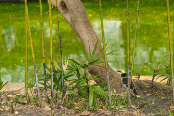 a small bird in Lumphini Park, Bangkok