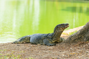 a water monitor lizard under a shade near a green pond