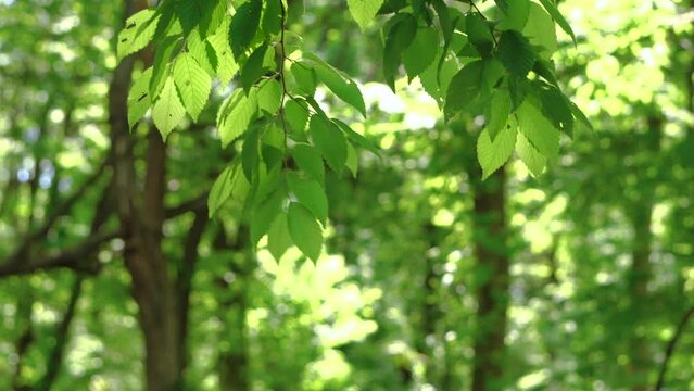 微風に揺れる新緑の葉
