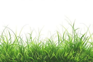 Obraz premium leaves of grass on white background