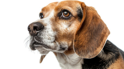 Close-up portrait view of white brown Beagle dog head from side view isolated on white background created with Generative AI Technology