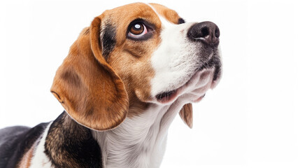 Close-up portrait view of white brown Beagle dog head from side view isolated on white background