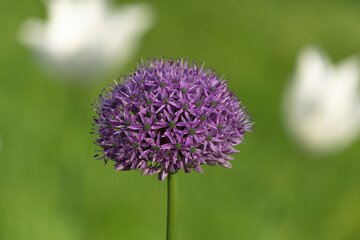Beautiful purple Allium nigrum flower, close-up.