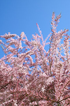 Beautiful pink flowers of Tamarix parviflora. smallflower tamarisk. Spring bloom.