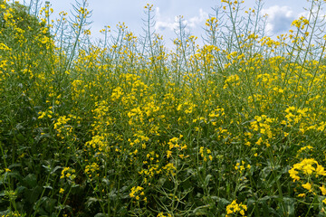 Rapeseed field. Yellow rapeseed flowers. Natural background.