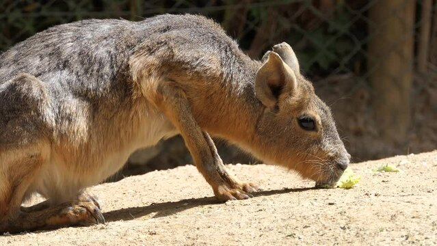 Patagonian mara (Dolichotis patagonum)