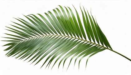 palm tree leaf