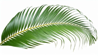 Fototapeta premium palm leaf isolated on white