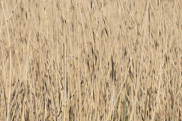 Dry thickets of common reed. Natural plant background.