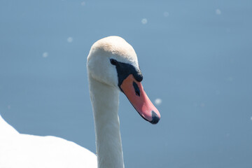 The mute swan (Cygnus olor) in a pond, close-up.