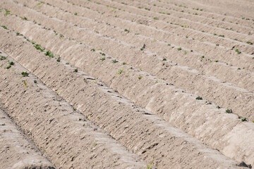 Furrows in the field. Agriculture.