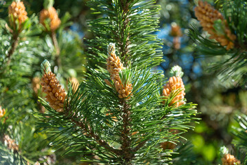 Young cones of Pinus mugo. dwarf mountain pine
