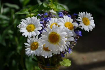 Wild daisy flowers growing on meadow, white chamomiles on green grass background. Oxeye daisy, Leucanthemum vulgare, Daisies, Dox-eye, Common daisy, Dog daisy, Gardening concept.