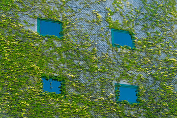 The building is overgrown with green ivy.
