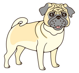 Pug with wrinkled muzzle, dog. Animal, pet, pet shop and veterinary clinic, illustration