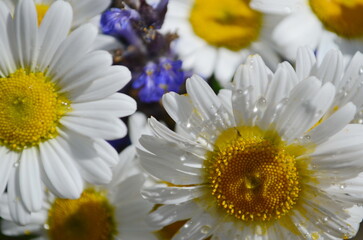 Wild daisy flowers growing on meadow, white chamomiles on green grass background. Oxeye daisy, Leucanthemum vulgare, Daisies, Dox-eye, Common daisy, Dog daisy, Gardening concept.