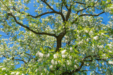 White flowers of Robinia pseudoacacia. false acacia, black locust.