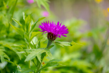 Selective focus of purple flower Psephellus dealbatus with green leaves in the garden, The Persian...