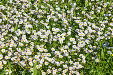 White Bellis perennis flowers in a meadow. common daisy, lawn daisy or English daisy. © K. Yeudakimava