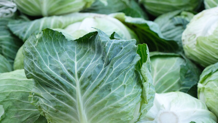 A closeup of a cabbage leaves.