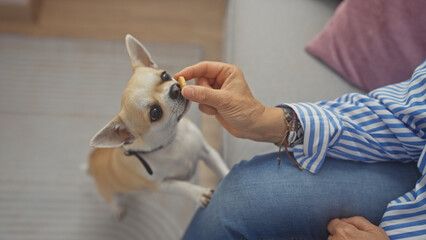 A middle-aged woman treats her attentive chihuahua with a snack indoors, showcasing companionship...