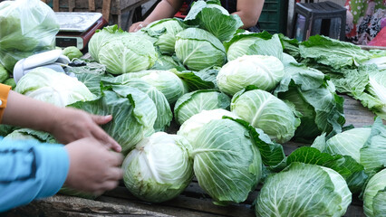 Fresh and newly harvested Philippine Cabbage on displays
