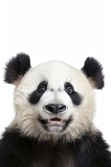 A panda with a happy expression, looking gleeful, isolated on a white background