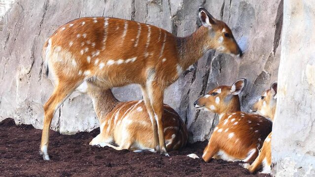 sitatunga or marshbuck (Tragelaphus spekii) is a swamp-dwelling antelope found throughout central Africa.