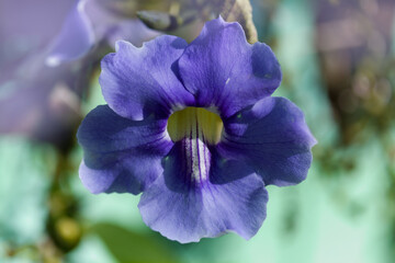 Flowering Thunbergia laurifolia,  blue trumpet vine, natural macro floral background