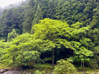 日本周遊　奈良県吉野森林めぐり