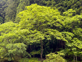 日本周遊　奈良県吉野森林めぐり