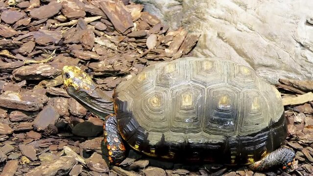 Red-footed tortoise (Chelonoidis carbonarius) is species of tortoise from northern South America. They have dark-colored, loaf-shaped carapaces (back shell) with lighter patch in middle of each scute.