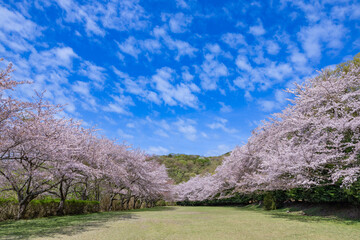 Cherry blossoms on the cross-country course on the plateau of Inatori, Izu.