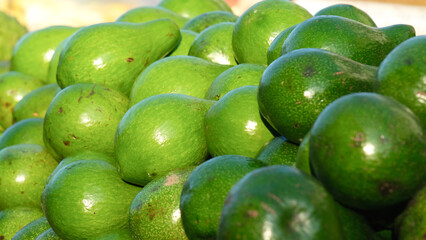 A bunch of unripe avocado on display.