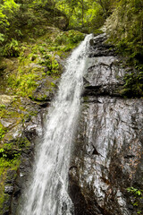 Naklejka premium 日本周遊 奈良県吉野森林めぐり