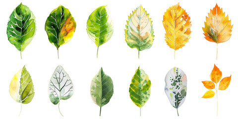 different watercolor painting of Leaves collection set in transparent background