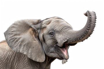 An elephant with a wide, joyful grin, looking happy, isolated on a white background