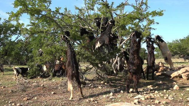 Goats reach for leaves of an argan tree in the countryside of Morocco
